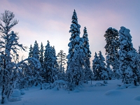 Traditional Lapland Reindeer Safari